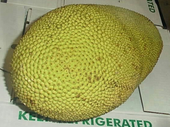 Jackfruit  Florida