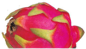 Pitahaya