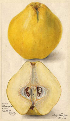 Quince Illustration